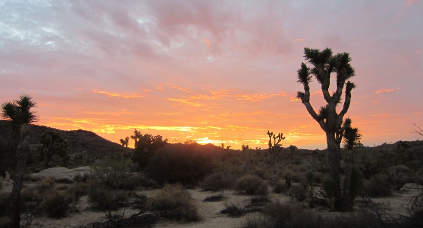 The sky appears in shades of yellow and orange. There is a joshua tree in the foreground. 
